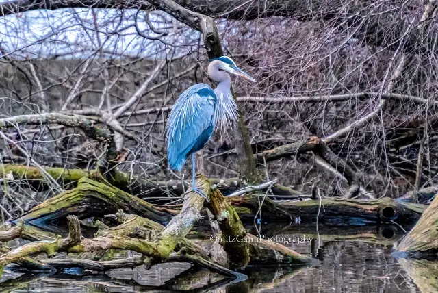 The Great Blue Heron of Central Park needs a name.